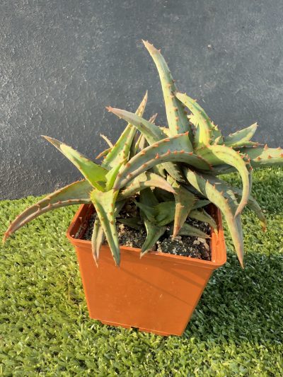 Aloe - Зображення 4