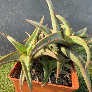 Aloe