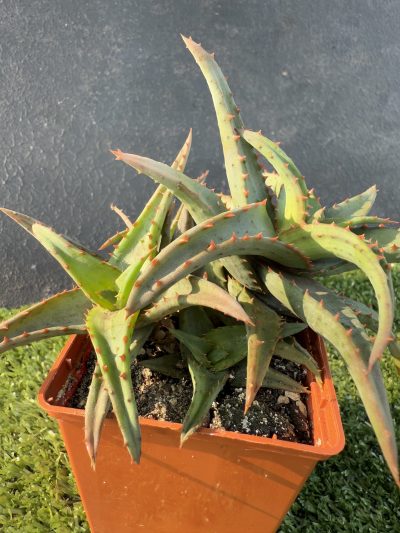Aloe