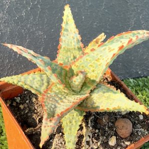Aloe