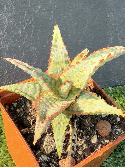 Aloe