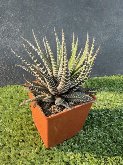 Haworthia fasciata - Зображення 3