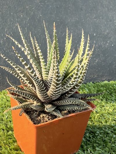 Haworthia fasciata - Зображення 2