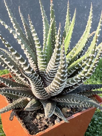 Haworthia fasciata