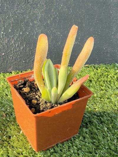 Kalanchoe Oricula - Зображення 2