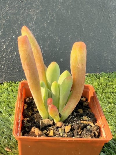 Kalanchoe Oricula - Зображення 3