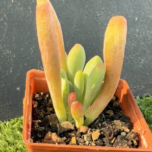 Kalanchoe Oricula