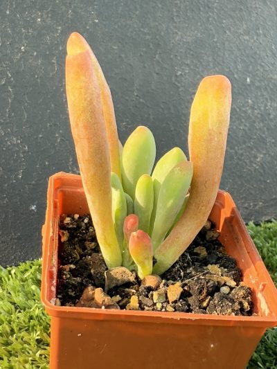 Kalanchoe Oricula