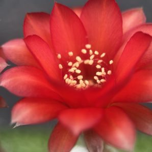 Echinopsis turbiflora (hybrid) червона квітка