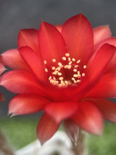 Echinopsis turbiflora (hybrid) червона квітка