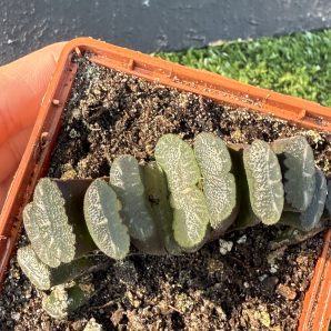 Haworthia truncata