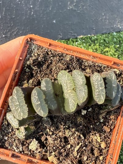 Haworthia truncata