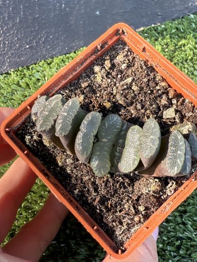 Haworthia truncata - Зображення 2