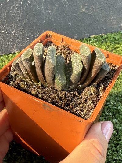 Haworthia truncata - Зображення 4