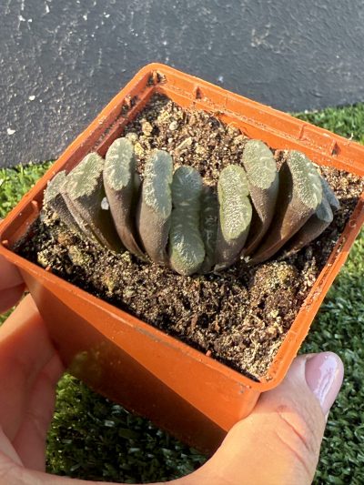 Haworthia truncata - Зображення 3