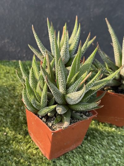 Haworthia Fasciata сoncolor - Зображення 2