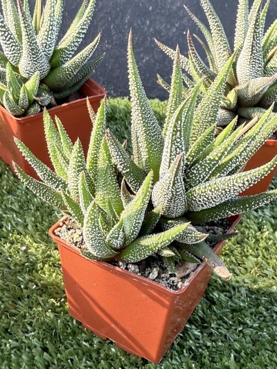 Haworthia Fasciata сoncolor - Зображення 5