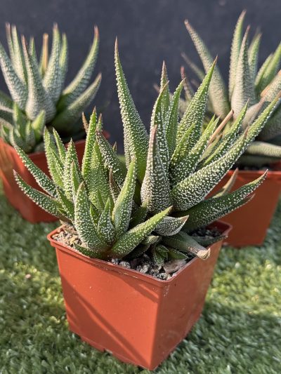 Haworthia Fasciata сoncolor - Зображення 4