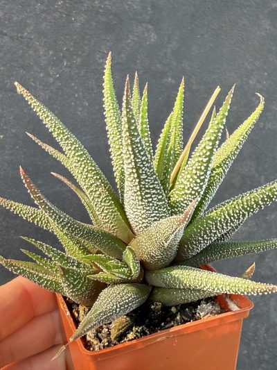 Haworthia Fasciata сoncolor - Зображення 3