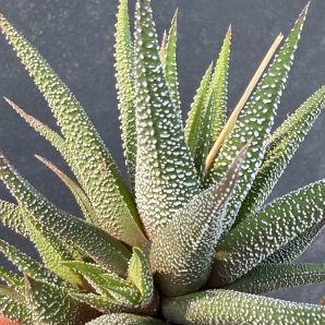Haworthia Fasciata сoncolor