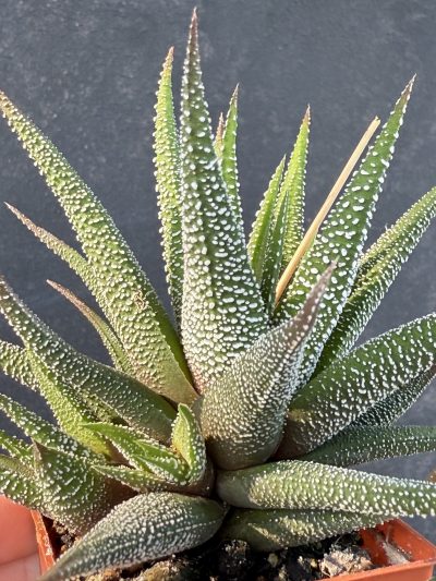 Haworthia Fasciata сoncolor