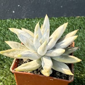 Echeveria Tolimanensis