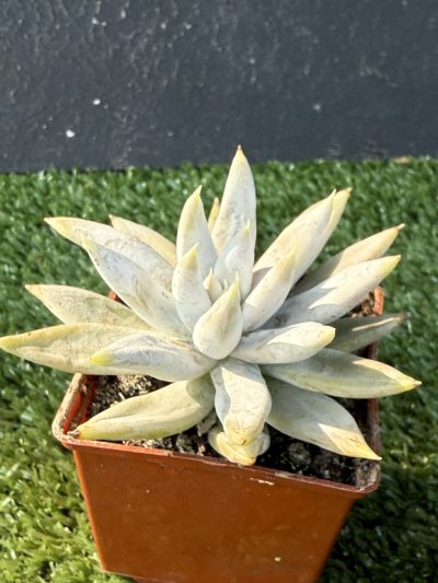 Echeveria Tolimanensis