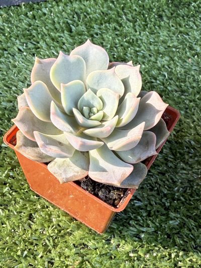 Echeveria hibr - Зображення 2