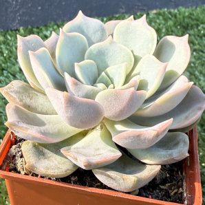 Echeveria hibr