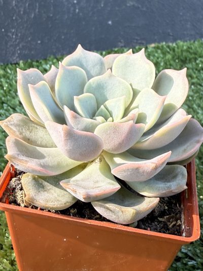 Echeveria hibr