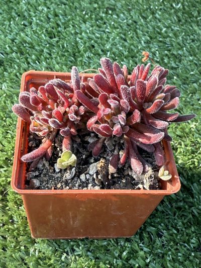 Сrassula pubescens - Зображення 3