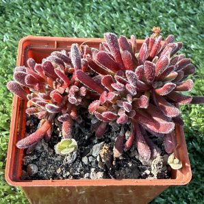 Сrassula pubescens