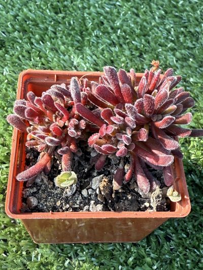 Сrassula pubescens
