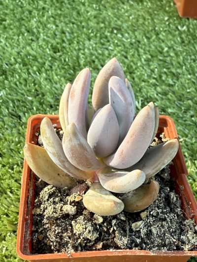 Pachyveria fittkaui - Зображення 2