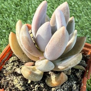 Pachyveria fittkaui