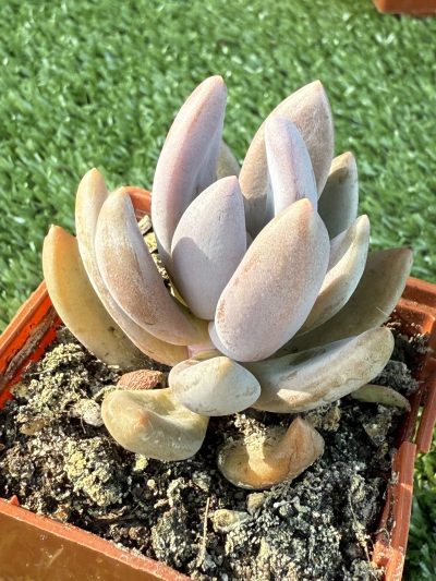 Pachyveria fittkaui