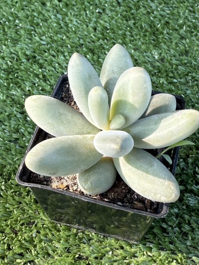 Pachyphytum Captain Jessop - Зображення 2