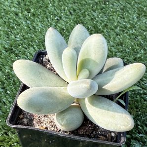 Pachyphytum Captain Jessop