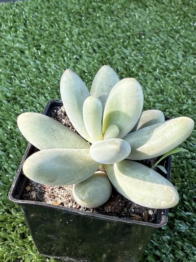 Pachyphytum Captain Jessop