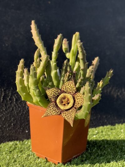 Orbea variegata - Зображення 2