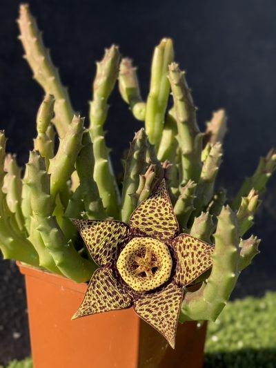 Orbea variegata - Зображення 4