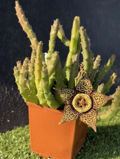 Orbea variegata - Зображення 3