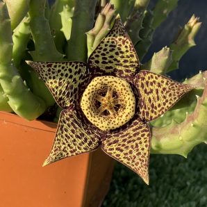 Orbea variegata