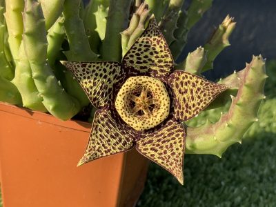 Orbea variegata