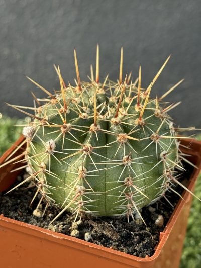 Echinopsis turbiflora (hybrid) червона квітка - Зображення 4