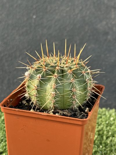 Echinopsis turbiflora (hybrid) червона квітка - Зображення 2