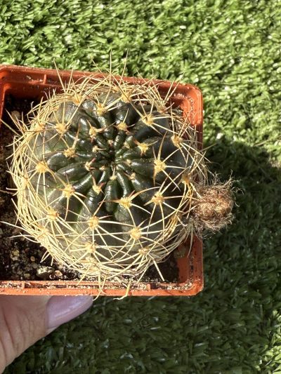 Lobivia arachnacantha - Зображення 4