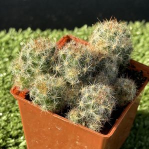 Mammillaria prolifera