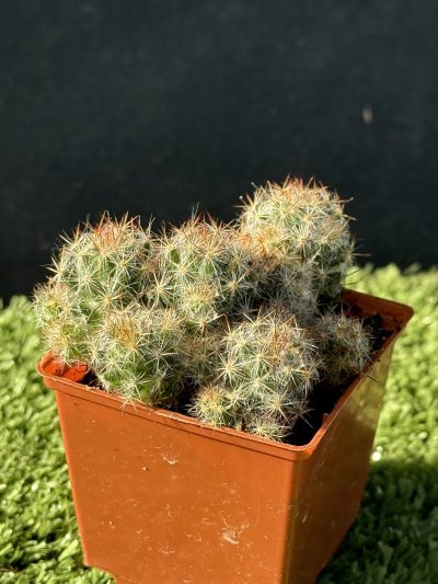 Mammillaria prolifera - Зображення 3