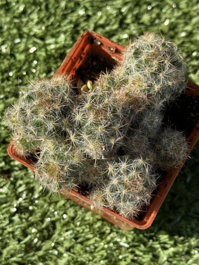 Mammillaria prolifera - Зображення 2